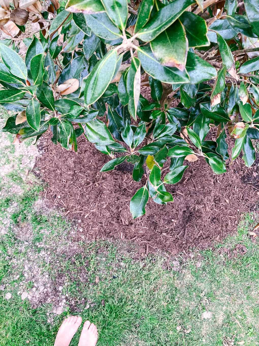 Planting Our Little Gem Magnolia Trees Love & Renovations