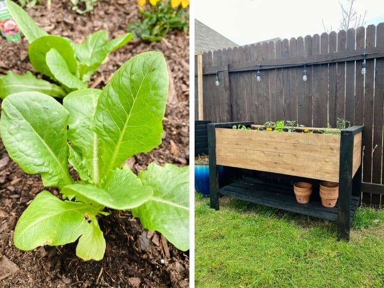Close-up images of raised garden bed and plants in them