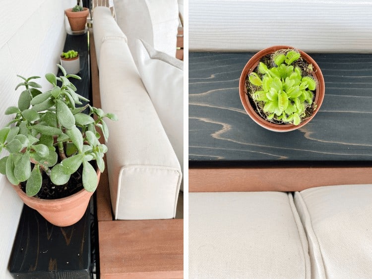 Side by side image of two small plants sitting on a narrow outdoor sofa table 