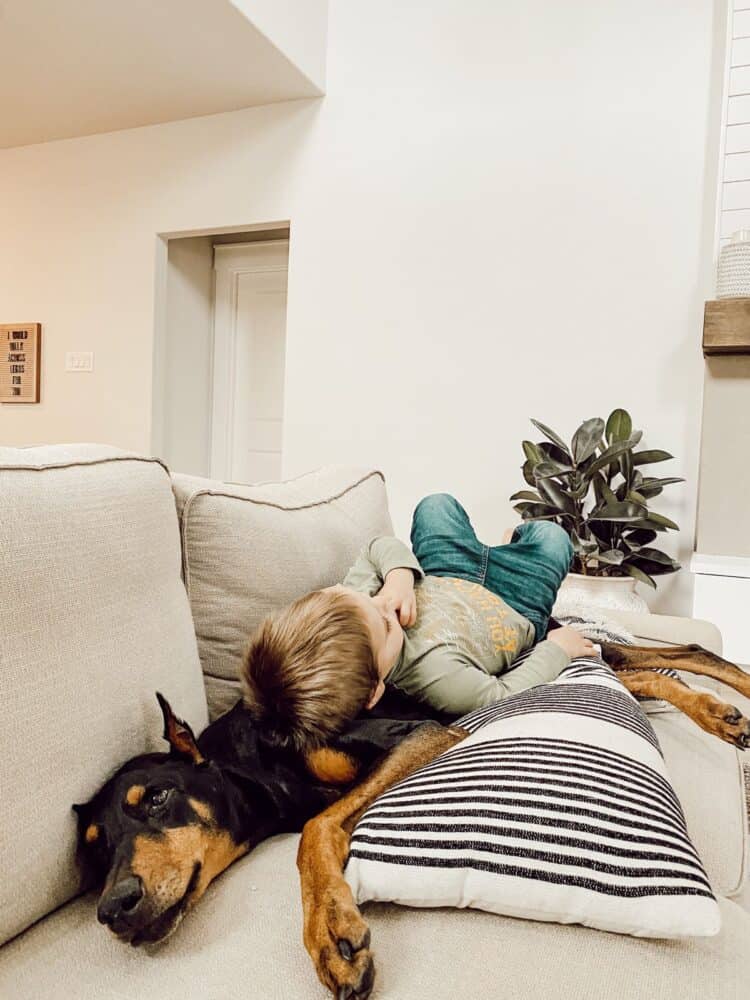 A doberman sleeping on a white sofa with a toddler laying on top of her