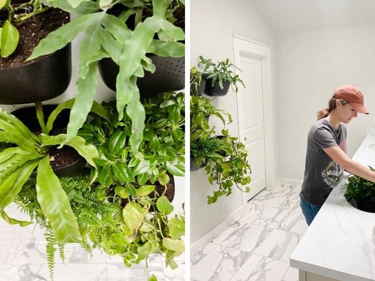 collage of two images. One is a closeup of a plant wall in a bathroom, the other is a woman watering a plant in a WallyGro planter