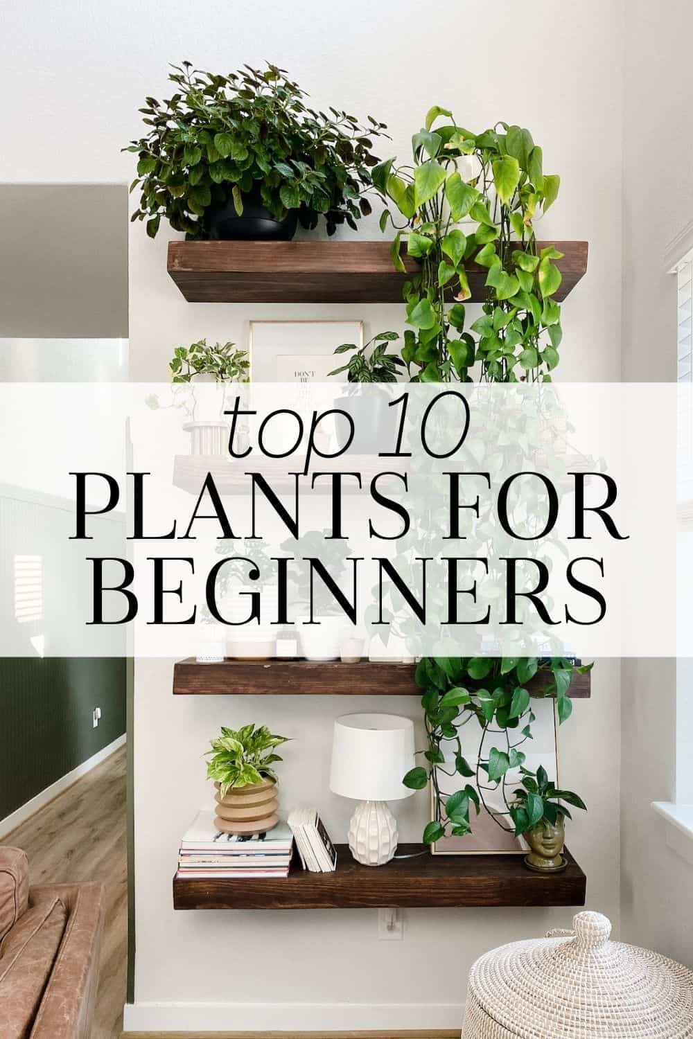 10 Best Plants for Beginners