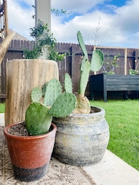 two cacti in a planter outside