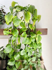 close up image of a Pothos indoor house plant