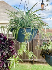 spide plant in a hanging basket 