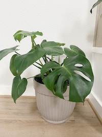 Monstera Deliciosa