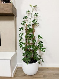 Rhaphidophora Tetrasperma house plant