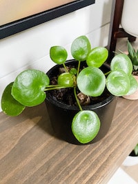 Small PILEA PEPEROMIOIDES sitting on a mantel