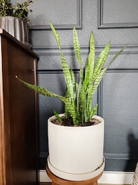 close up of a snake plant