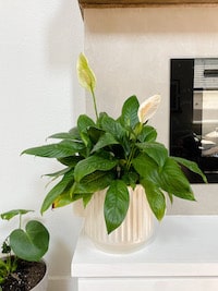 a peace lily in a planter sitting on a fireplace hearth