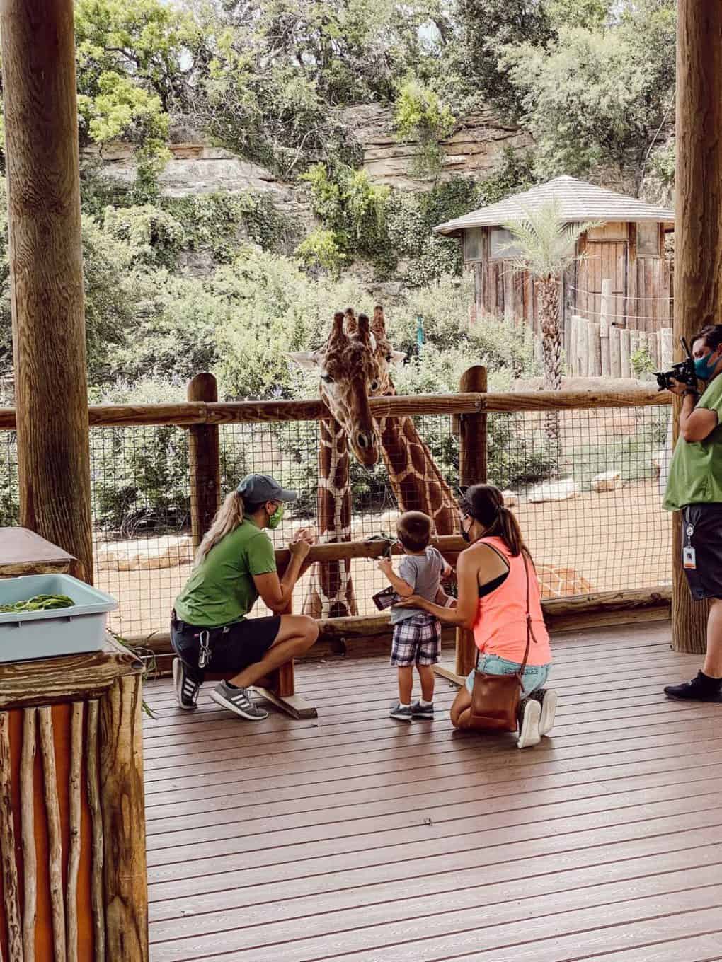 woman and young boy feeding a giraffe at the San Antonio Zoo