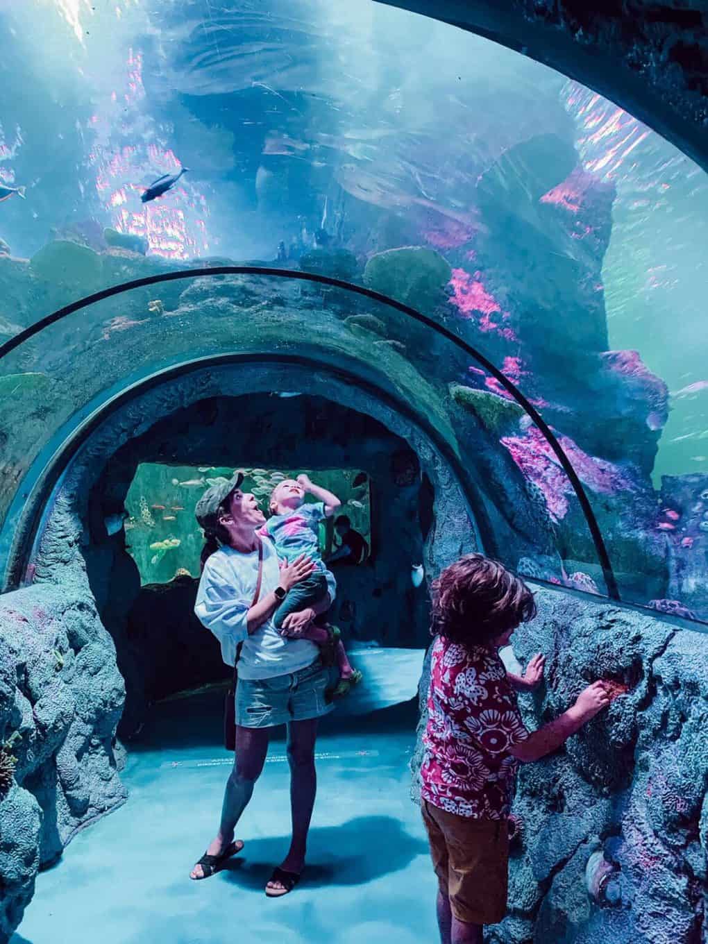 woman and two young boys in a tunnel at SEA LIFE San Antonio