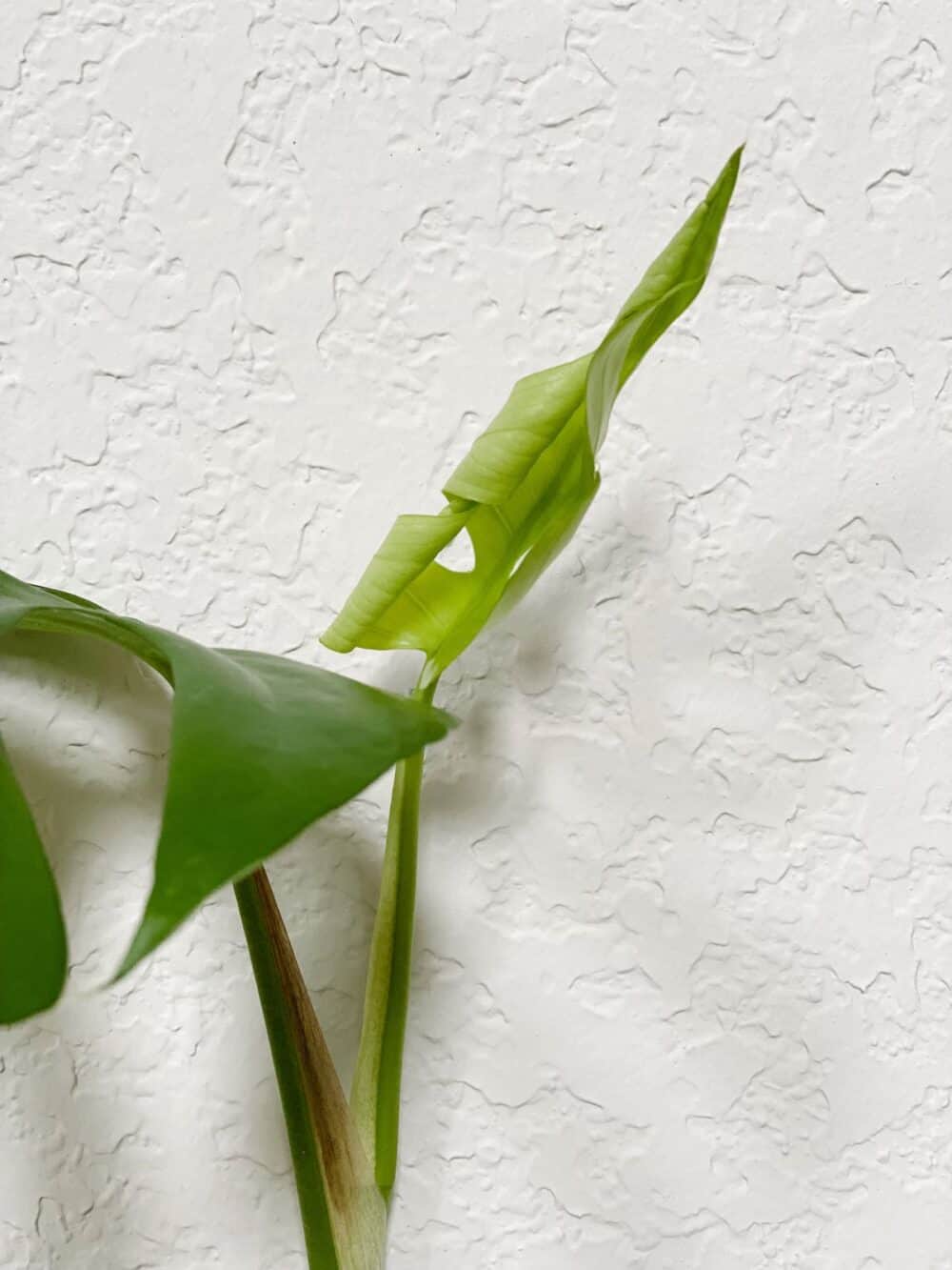 close up of Rhaphidophora Tetrasperma leaf about to unfurl