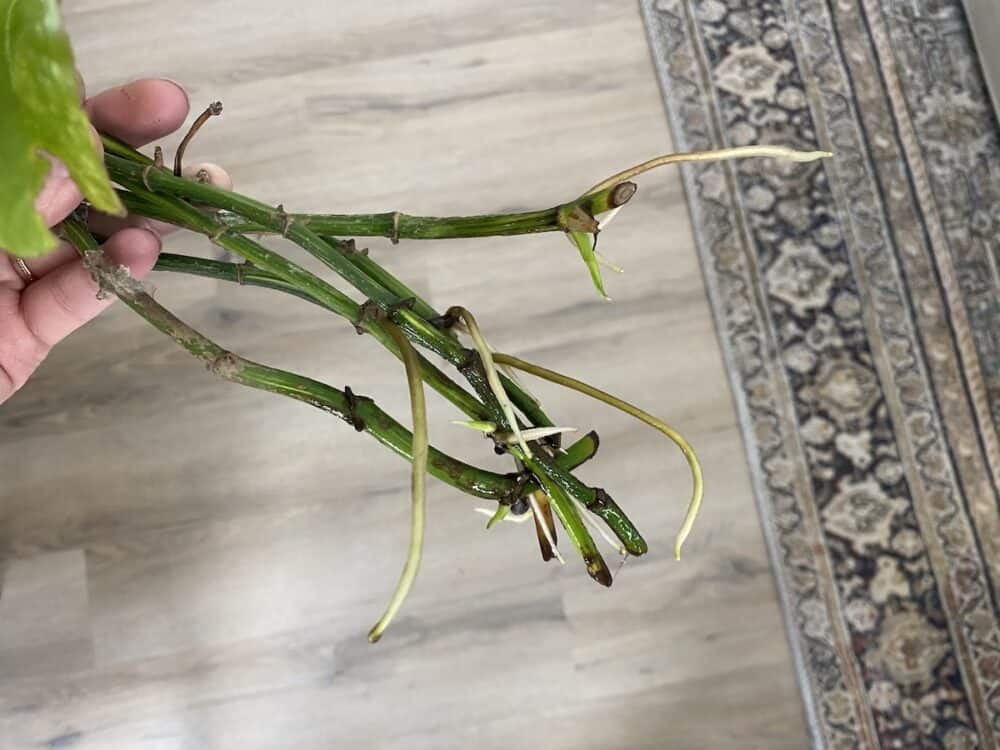 Close up of pothos clippings that have taken root