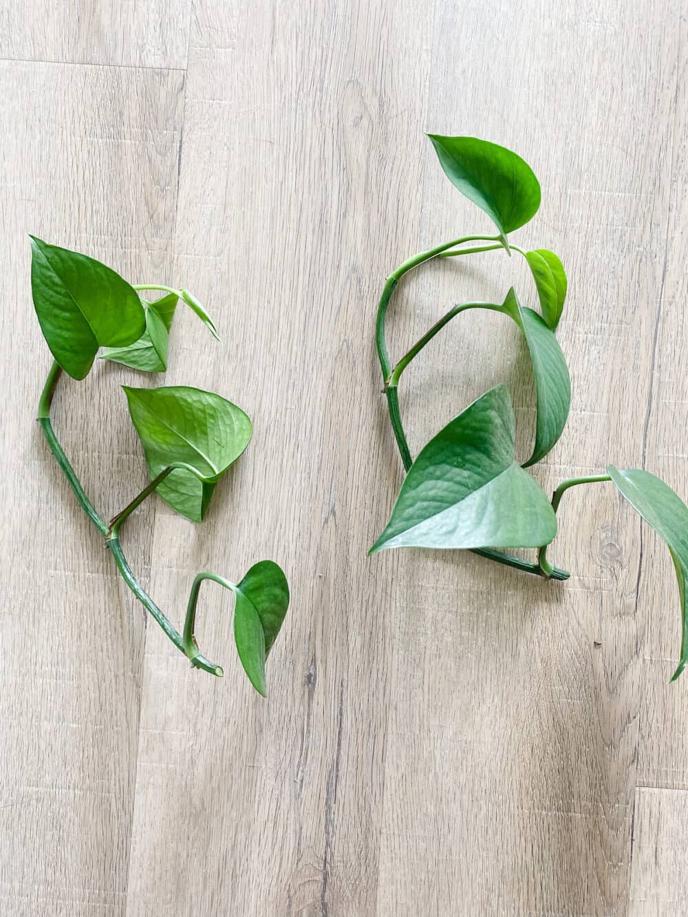 Two pothos plant clippings to be propagated