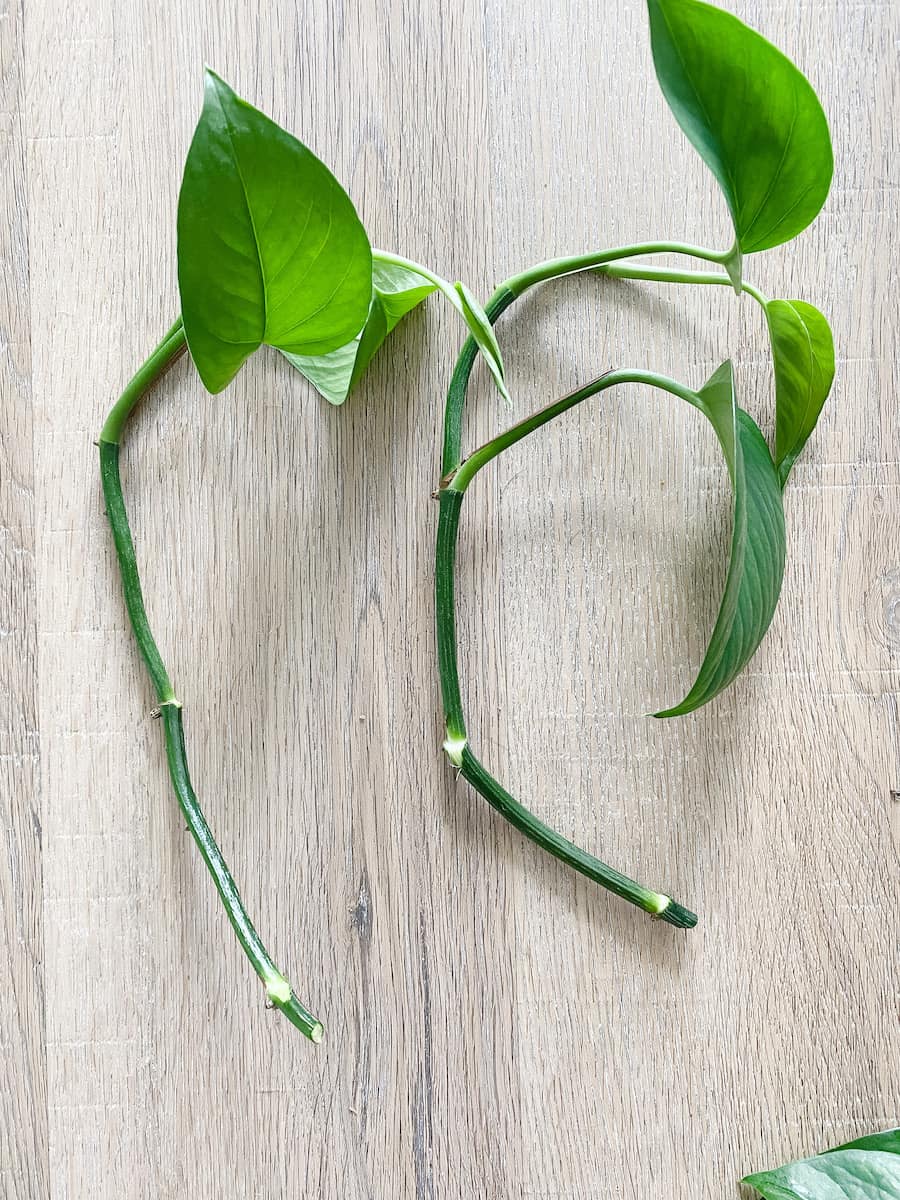 A close up of two pothos plant clippings ready to be propagated 