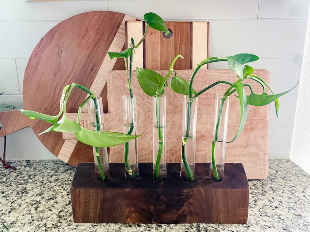 A walnut propagation station with pothos clippings in it
