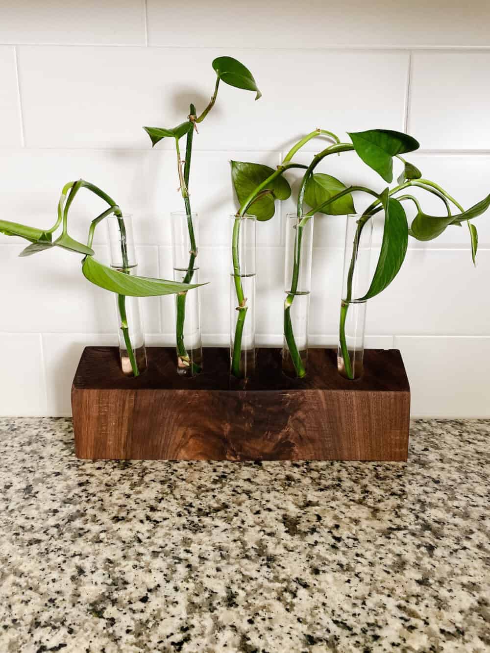 Walnut propagation station with pothos clippings in it