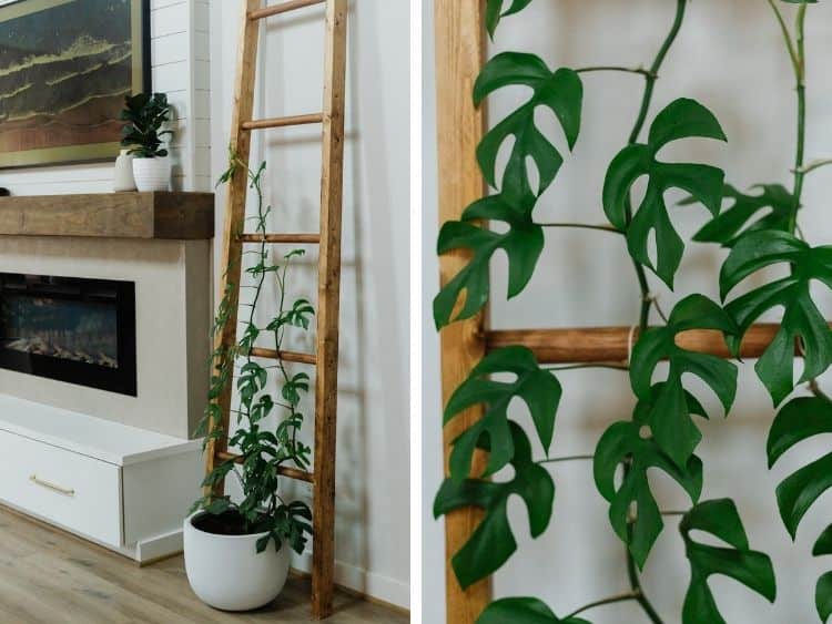 Two images collaged together. On the left is a wooden trellis with a Rhaphidophora Tetrasperma growing on it. On the right is a close-up of the actual plant. 