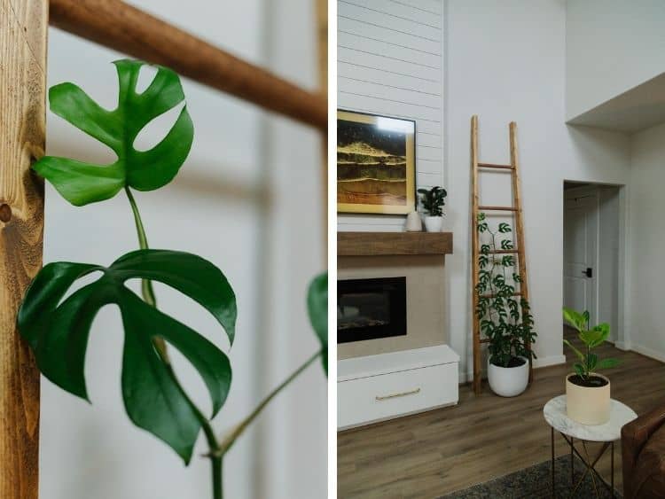 Close up of a Rhaphidophora Tetrasperma leaf and a pulled back view of a living room with a tall plant trellis