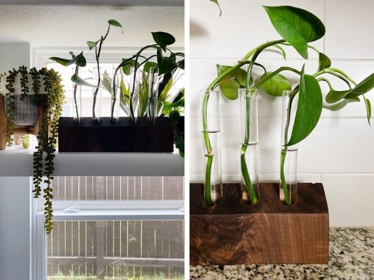 two close up images of a DIY walnut propagation station with pothos clippings 