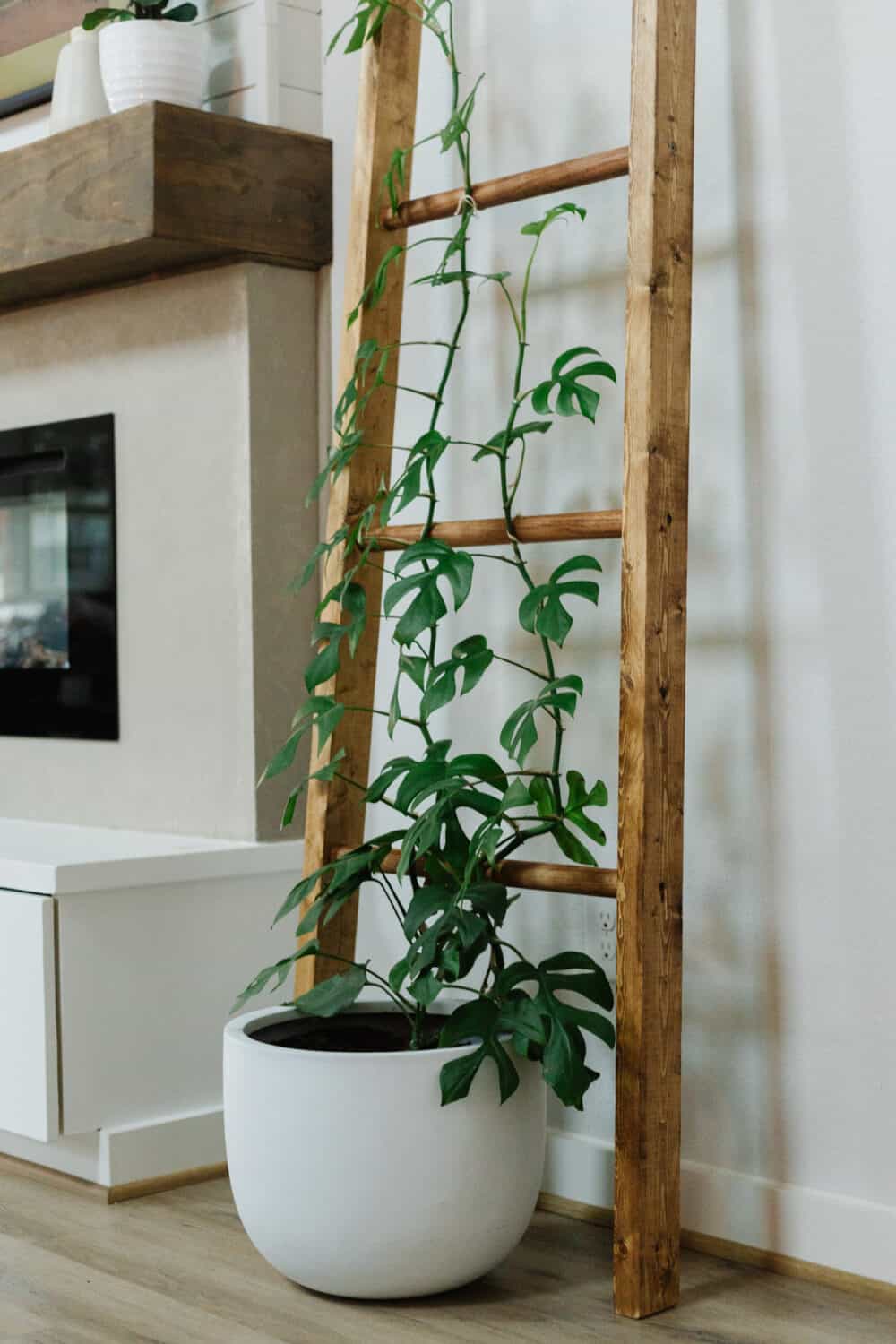 Plant trellis on sale