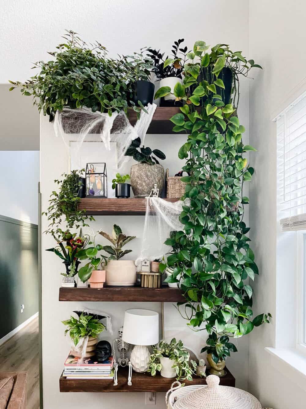 plant shelf decorated for Halloween