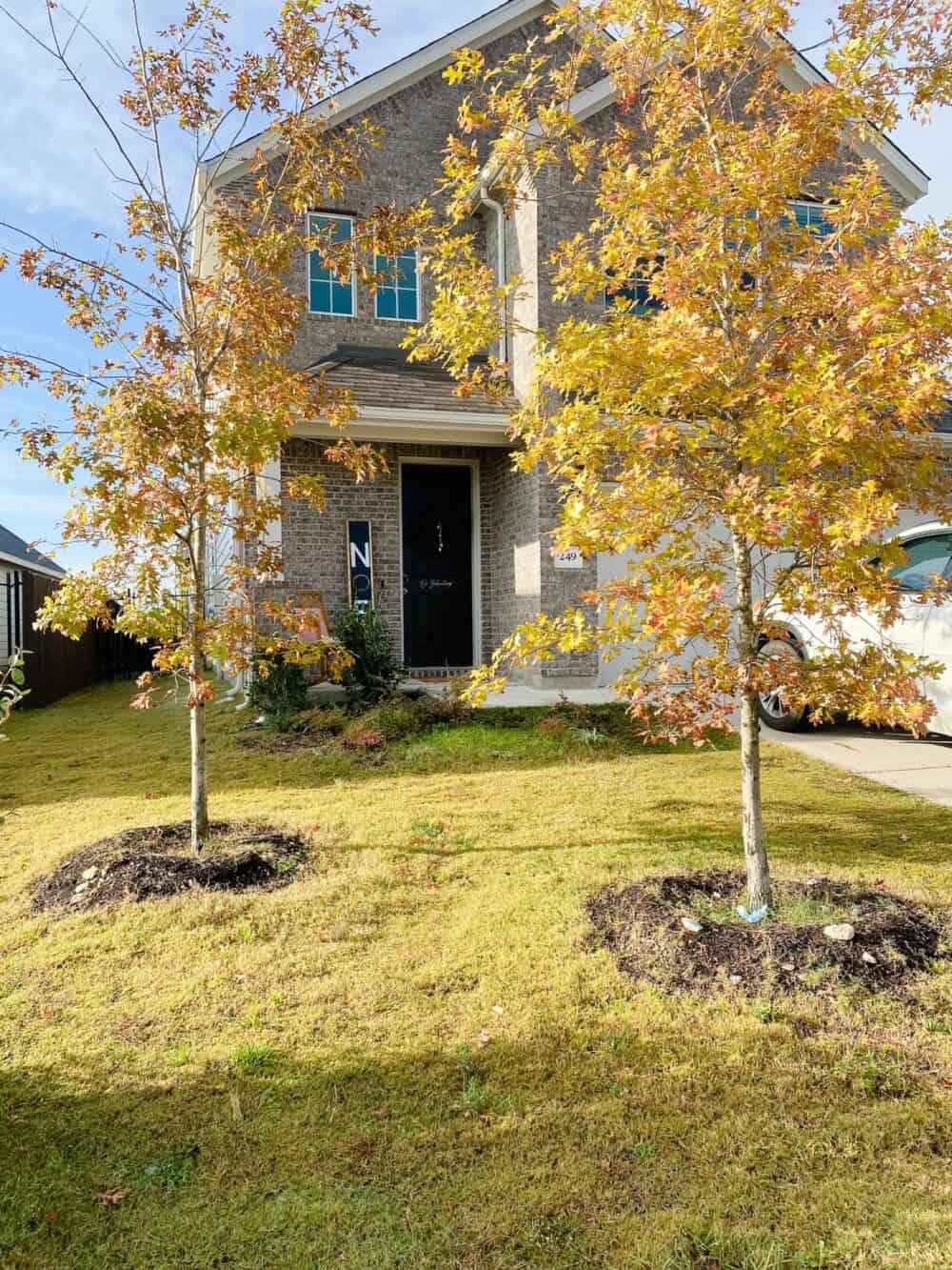 home exterior with two young oak trees in front 