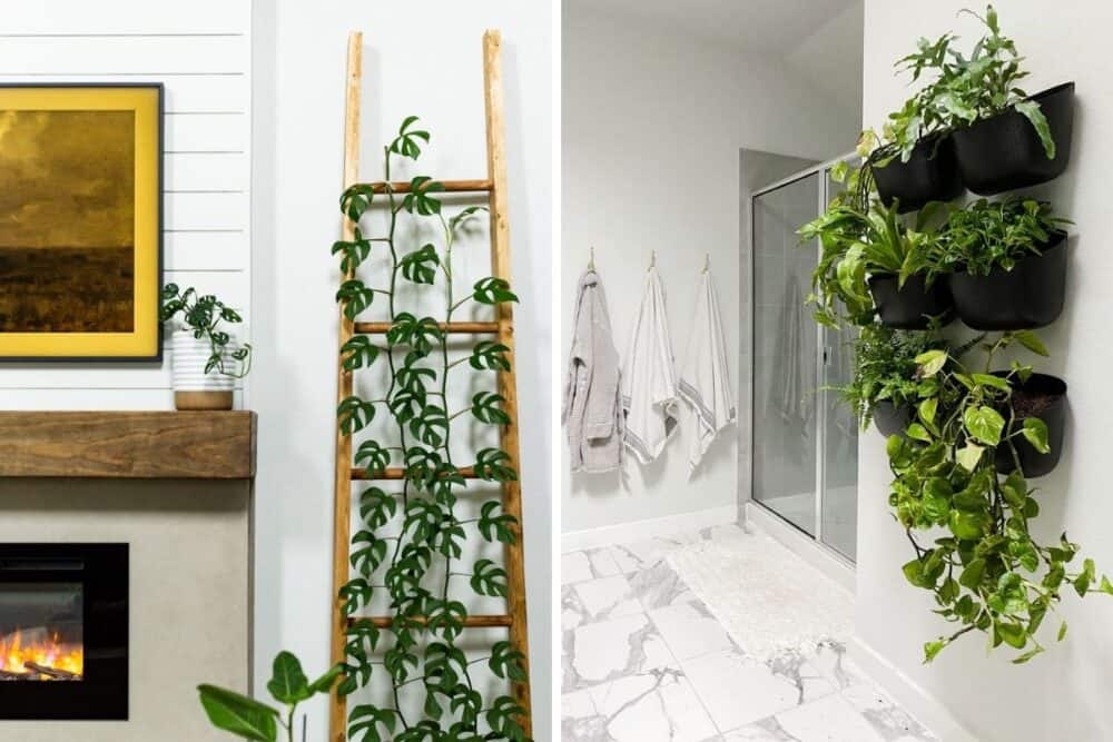 Two images of plant displays