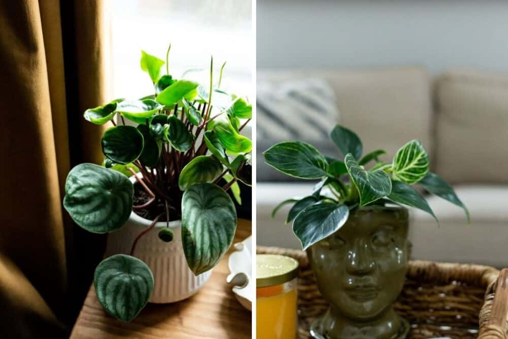 Two close-up images of plants displayed in a home.