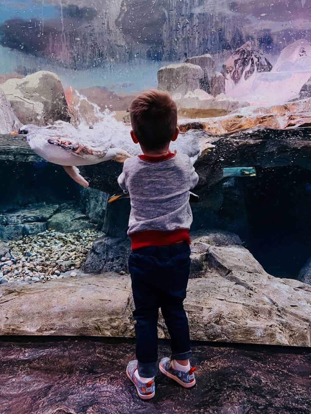toddler looking at a display at an aquarium