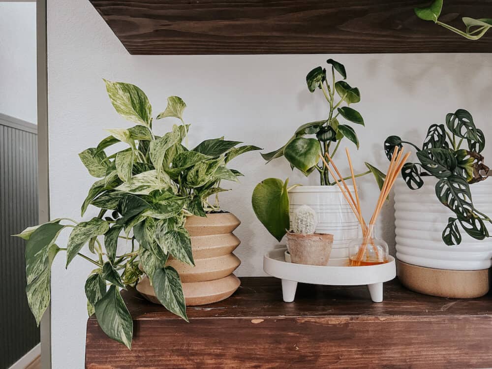 Plants on a wooden shelf 