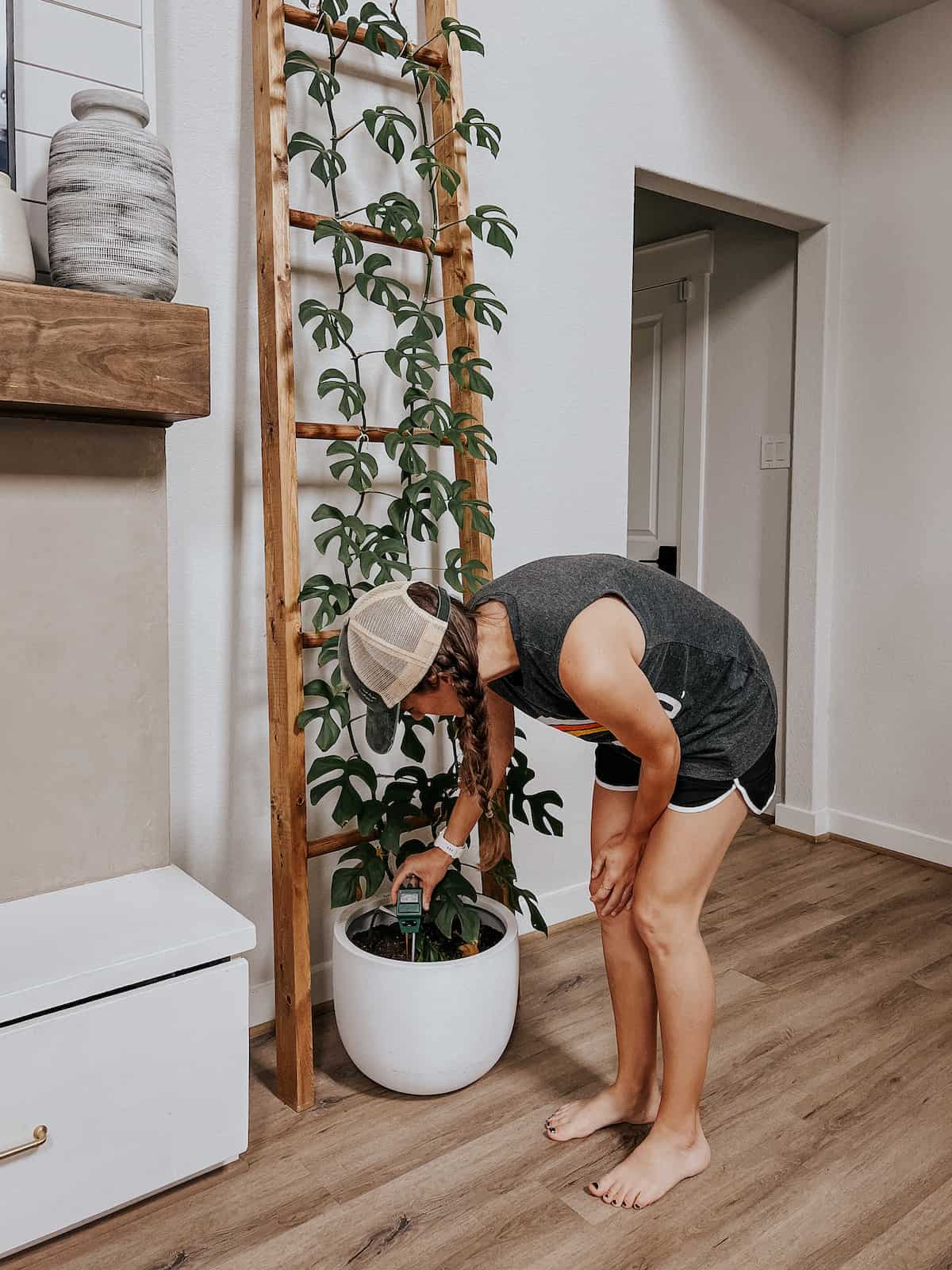 woman using a moisture meter to check soil of a rhapidophora tetrasperma