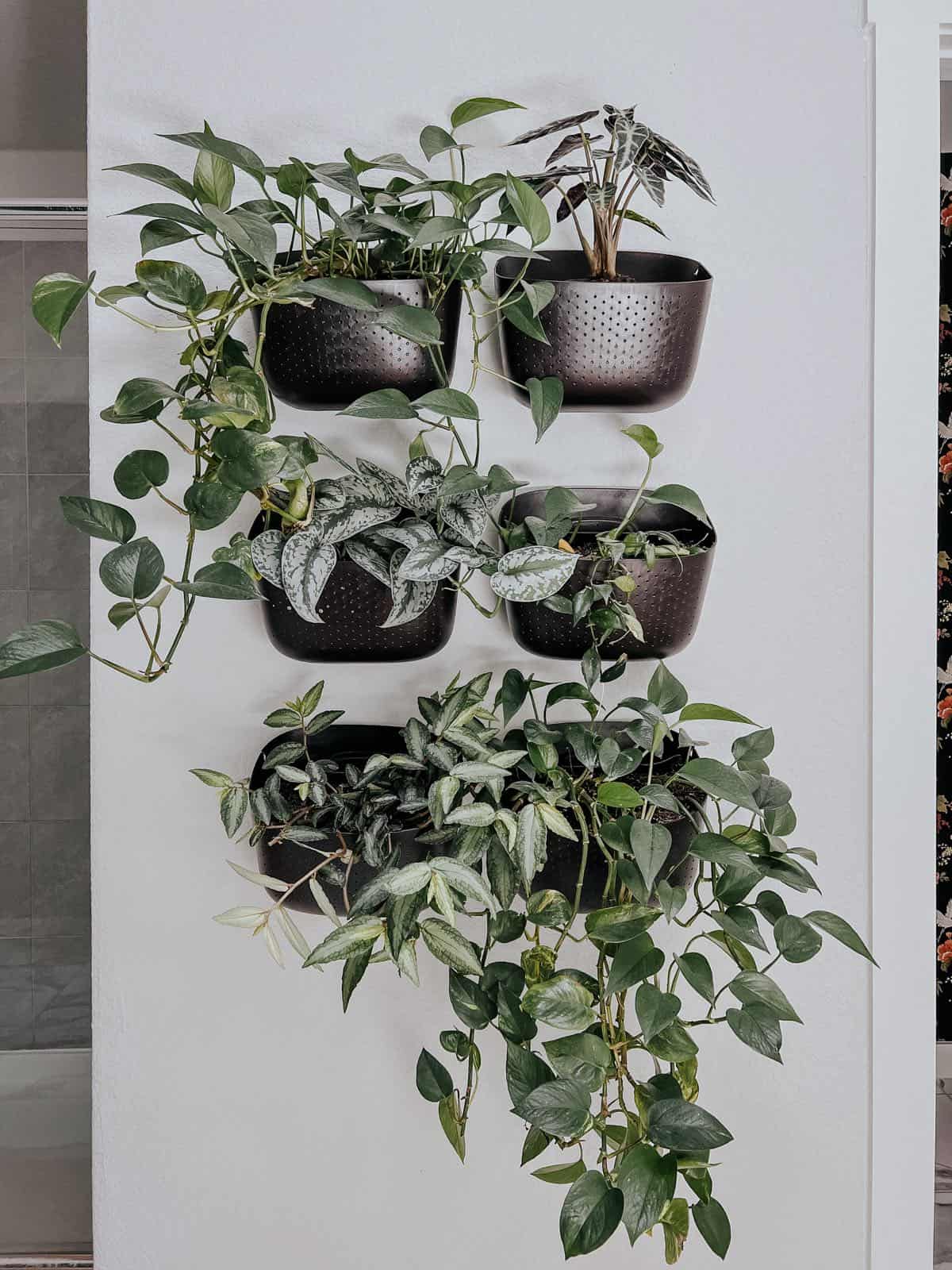 Plant wall in a bathroom