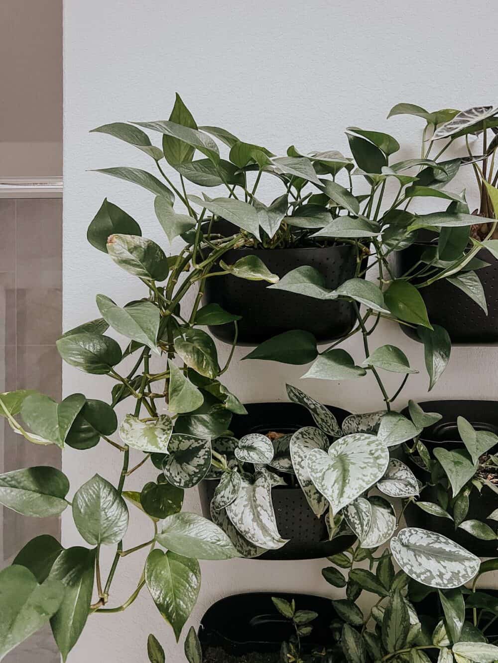 plant wall with pothos plants