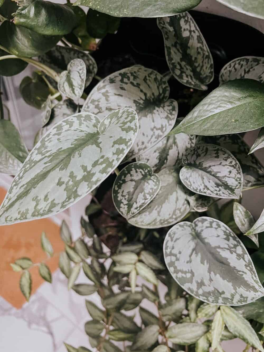 Close up of Satin pothos leaves 