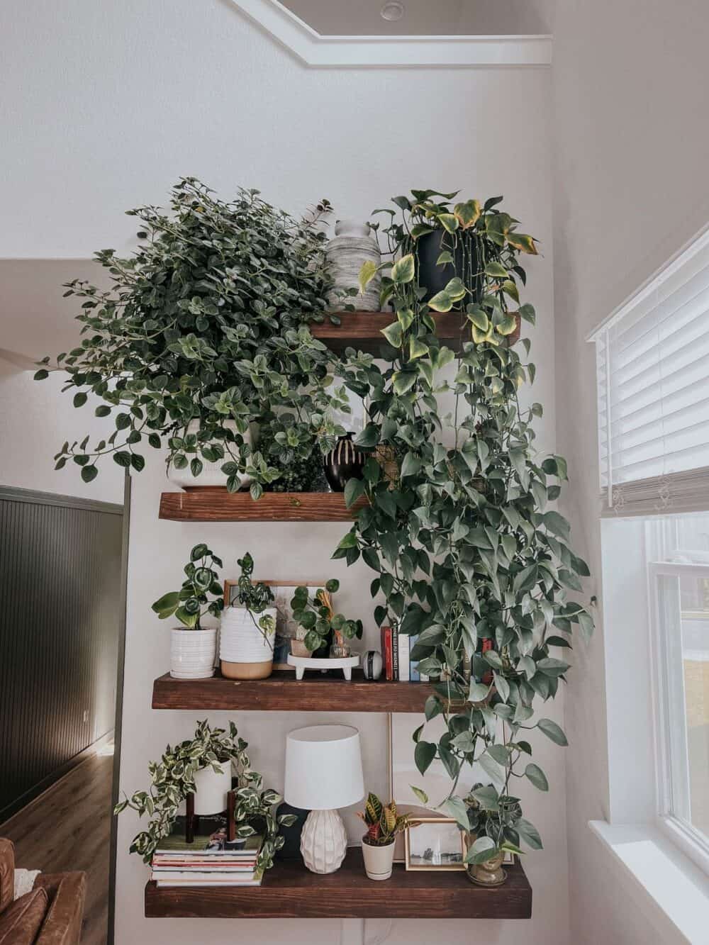 Plant shelf with a large pothos plant 