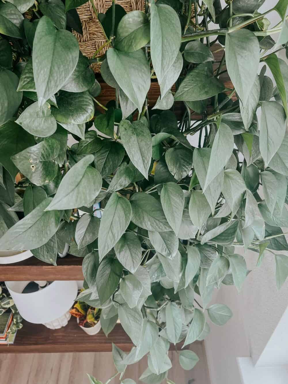 Close up of Jade pothos plant