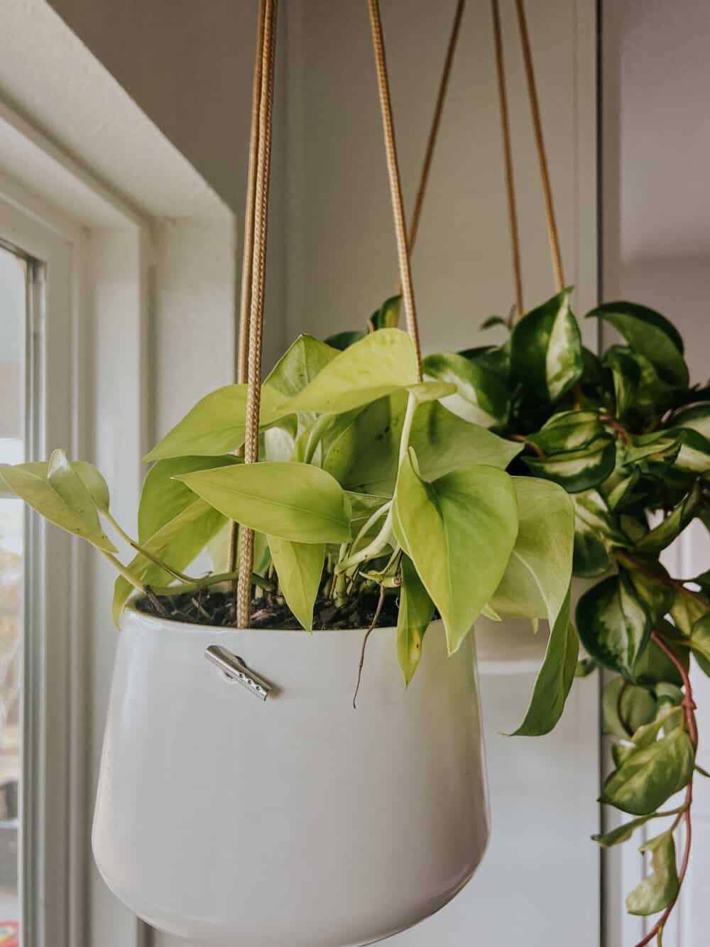 close up image of Jade pothos plant 