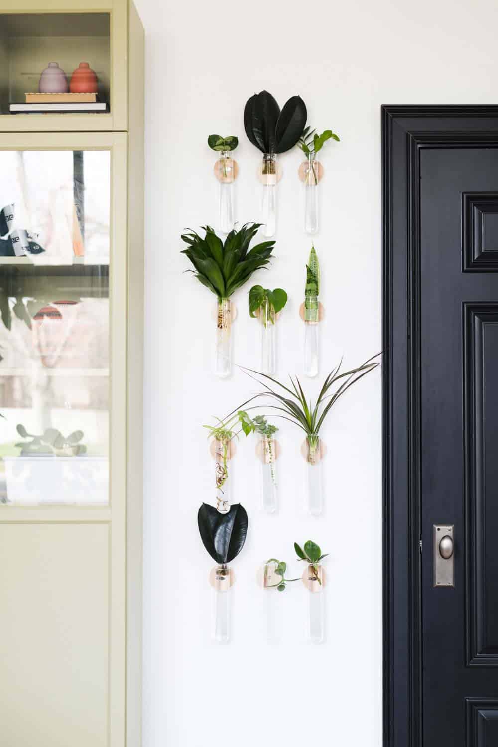 Wall with propagation tubes hanging on it to propagate plants 