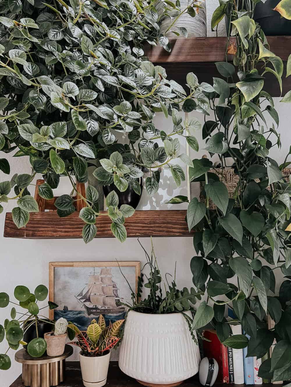 close up of plants on a plant wall