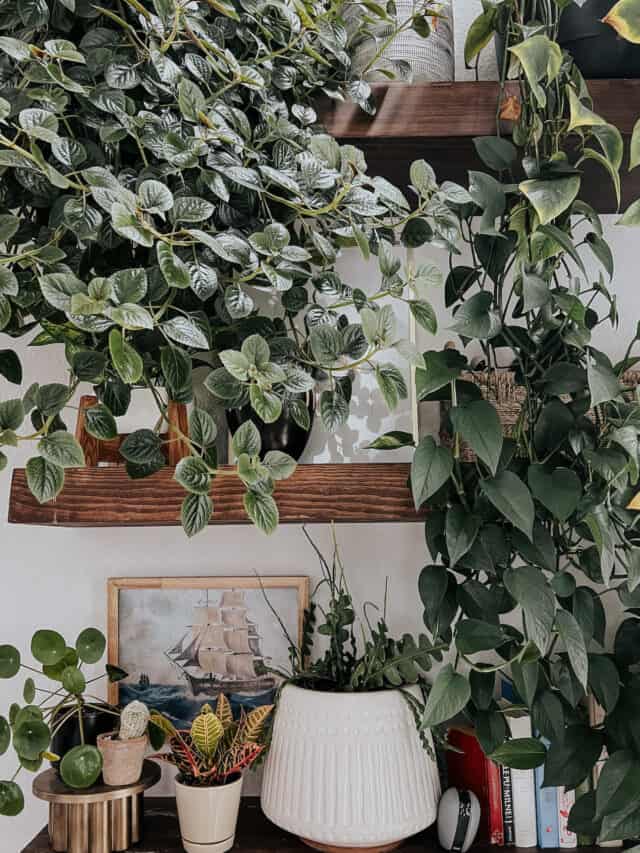 7 Simple + Genius Plant Wall Ideas Love & Renovations