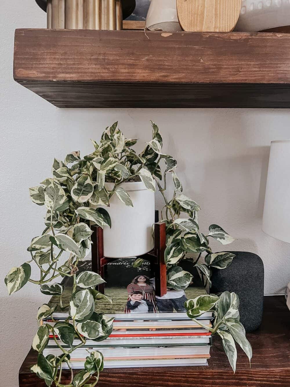 stack of family photo albums sitting underneath a potted plant 