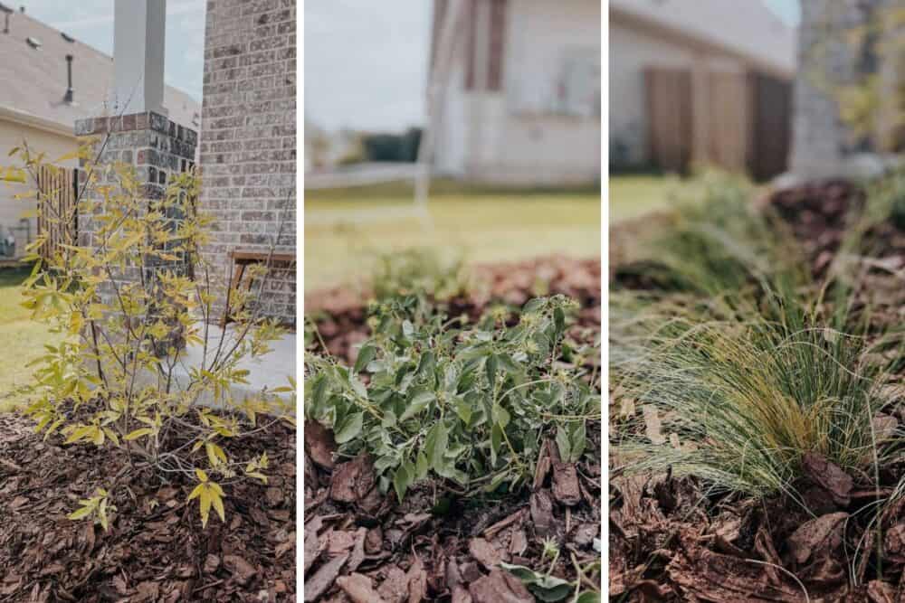 close up of vitex tree, lantana, and mexican feather grass 