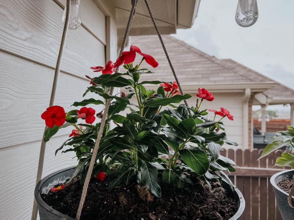 Vinca plants in a hanging basket