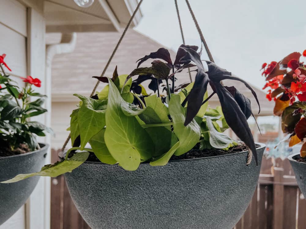 sweet potato vines