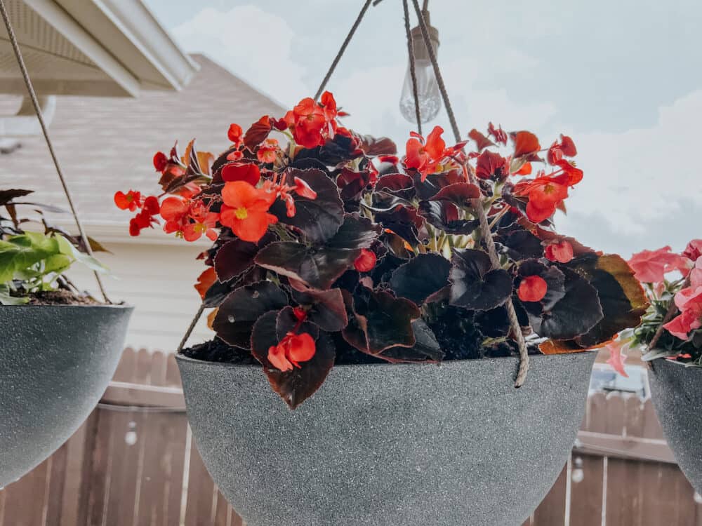 begonias in a hanging basket