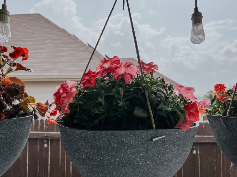 petunias in a hanging basket