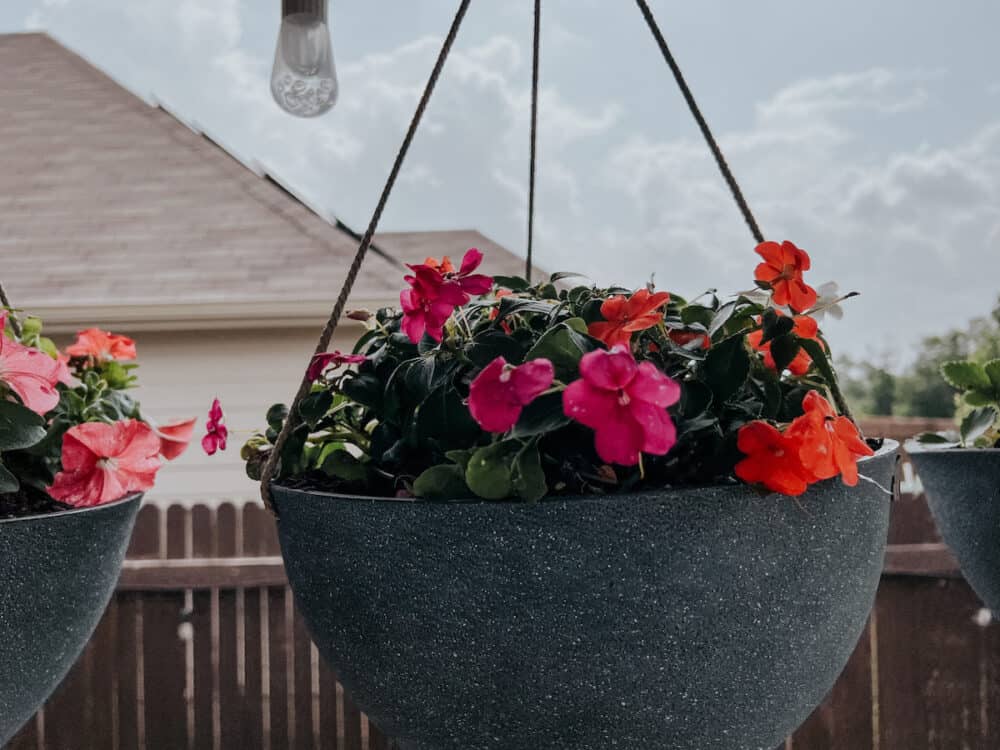 hanging basket of Impatiens