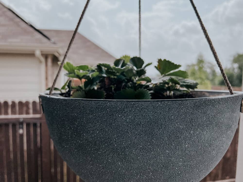 hanging basket of strawberries 